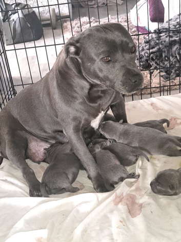 Beautiful Blue Staffordshire bull pups  ready now