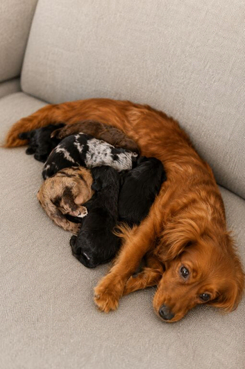 Cocker spaniel puppies