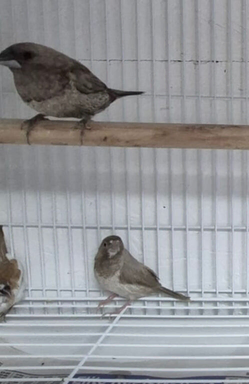 Proven pair of silver bengalese finch