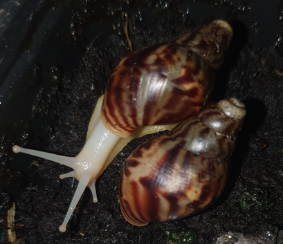 Albino Giant African Land Snails - 5 for &pound;18 inc Post