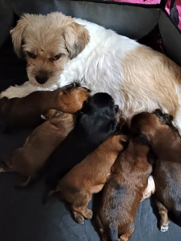 Yorkie / Biewer Terrier pups