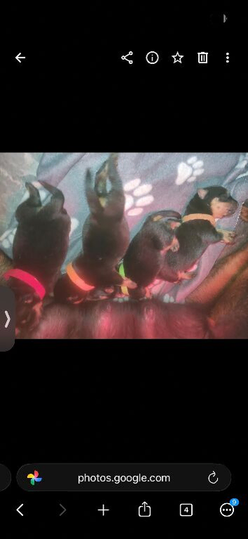 4 gorgeous puppies 3 boys 1 girl