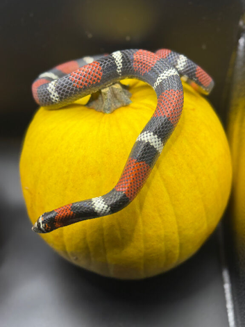 AMAZING PROVEN ADULT MALE TRI COLOUR HOGNOSE SNAKE