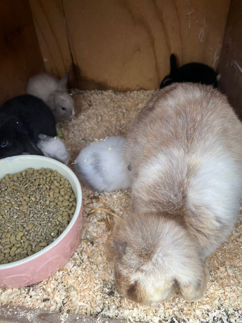 Baby lips for sale beautiful rabbits