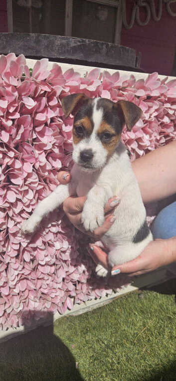 1boy jack russels