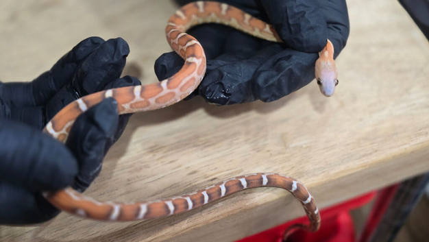 Hypo Amel Scaleless Cornsnake Male