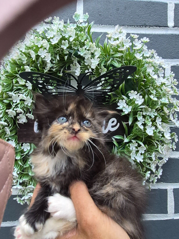Ragdol x persian 1 female left