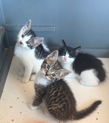 British shorthair cross kittens