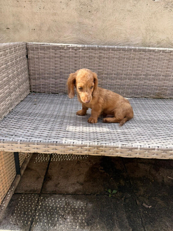 KC REG Long Haired Miniature Dachshunds