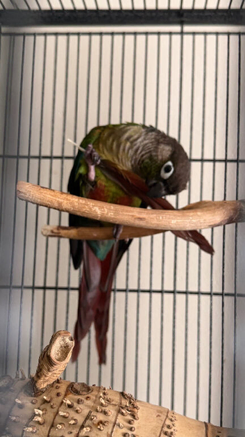 1 year old parent reared GCC
