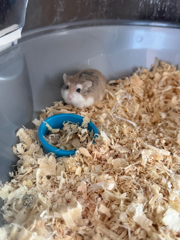 Robo hamster