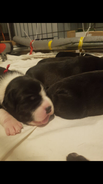 Staffordshire Puppies