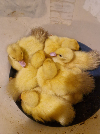 Various muscovy ducklings