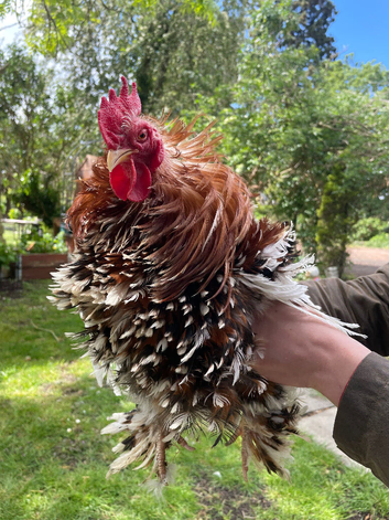 Frizzle pekin