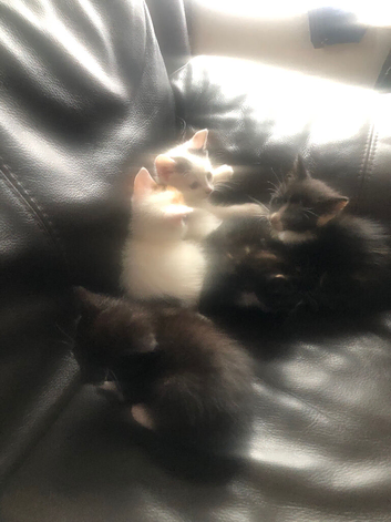 I&rsquo;m selling cat