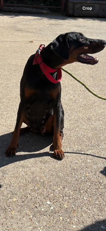 Beautiful Doberman Lady Seeks New Special Human