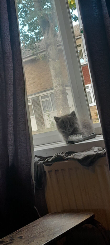 Kittens for sale