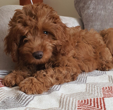 READY..Miniature Red Goldendoodle dna clear