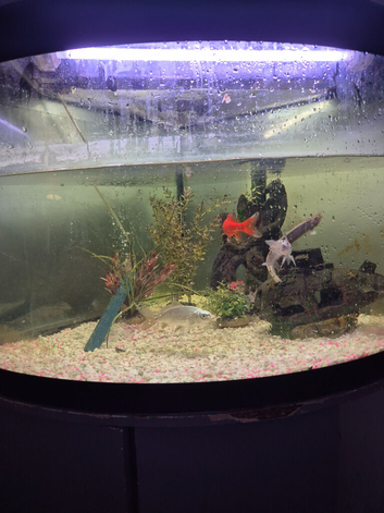 Cold water fluval corner setup plus fish