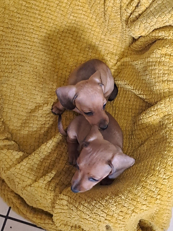 Miniature dachshund pra clear Stunning girls