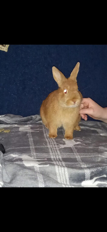Rabbit with cage