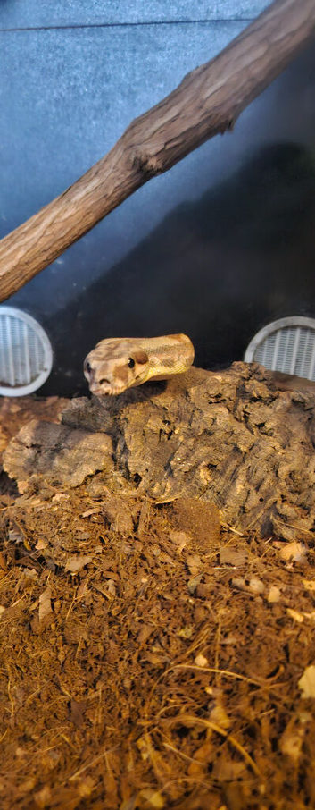 Hypo pastel poss jungle common boa