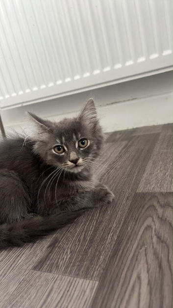 Male kitten