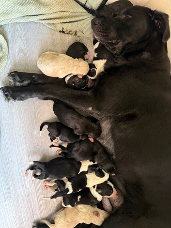 Coker spaniel/ Labrador