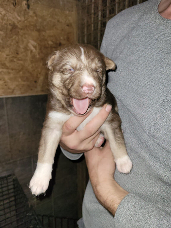 Beautiful shepsky puppies
