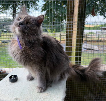 Maine Coon Female - Blue Smoke