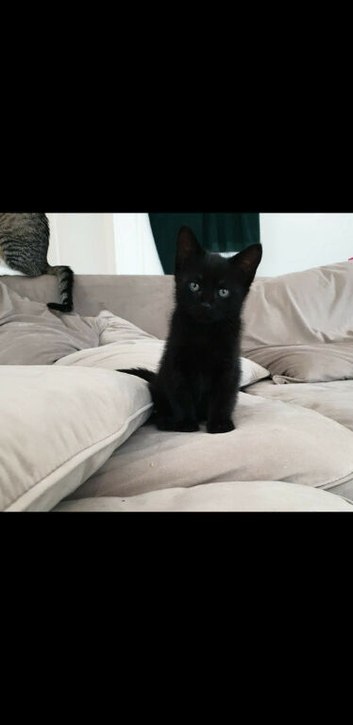 Last black kitten for sale!