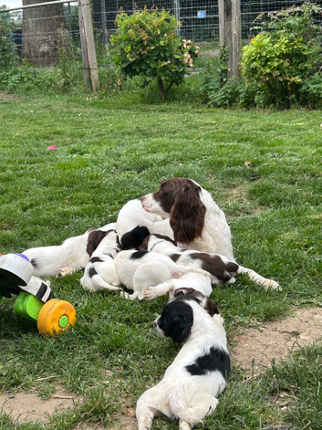 black and white English springer spaniel