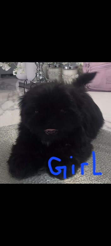 Shih tzu