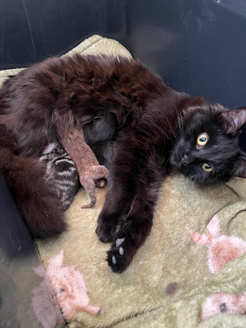 Ragdoll x Maine Coone Kittens