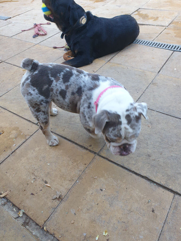 Dwkc registered English bulldog bitch
