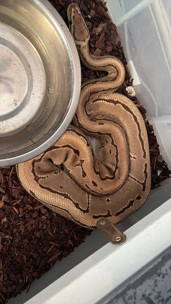 Selling all my Royal Pythons