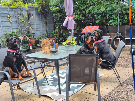 Rottweiler puppies