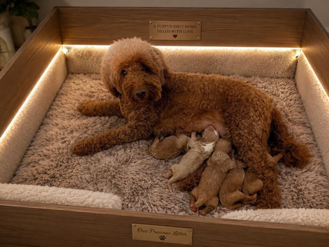 ️ Stunning F1b Toy Cockapoo&rsquo;s ️