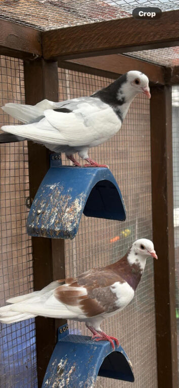 3 male pigeons
