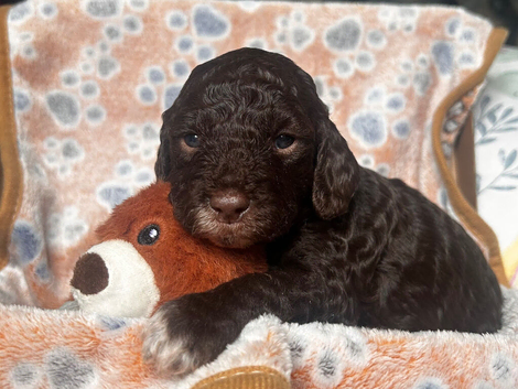 Sproodle puppies