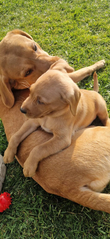 Lab looking for new home