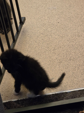 Female kittens