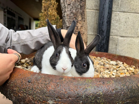 2 stunning dutch rabbits