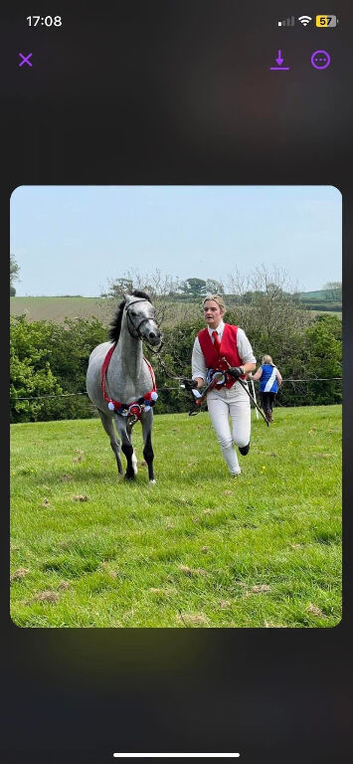 Stunning Welsh b gelding