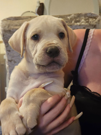 Bullmastiff cross cane corso puppies