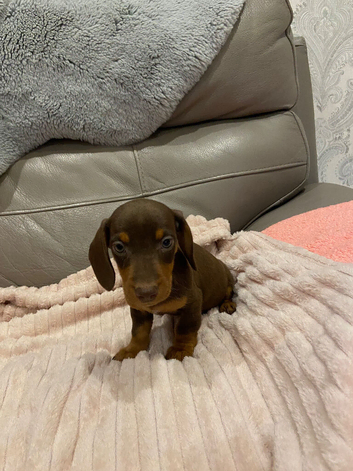 Beautiful dachshund puppies