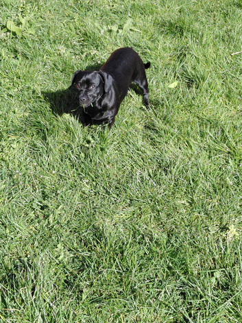 Rehome