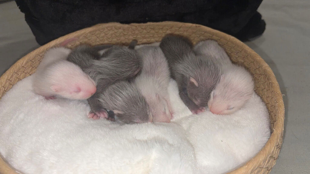 ferret kits