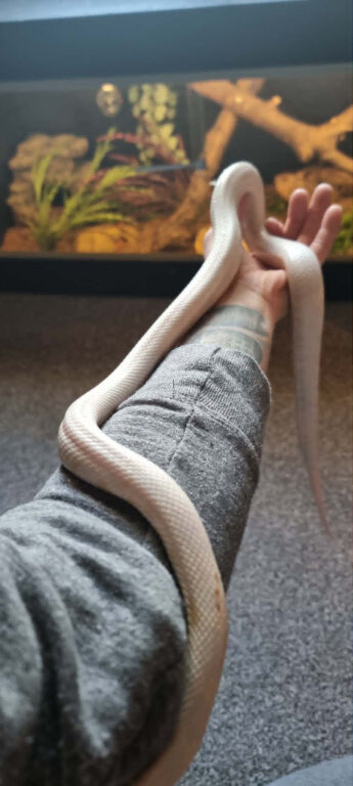 White Corn Snake