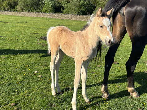Gorgeous dun and white filly foal!!!